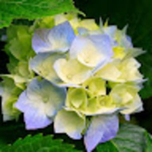 Meet your Posher, Yoni